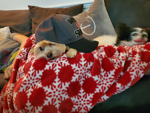 Pet Supply Store «PetSmart», reviews and photos, 218 Kentlands Blvd, Gaithersburg, MD 20878, USA