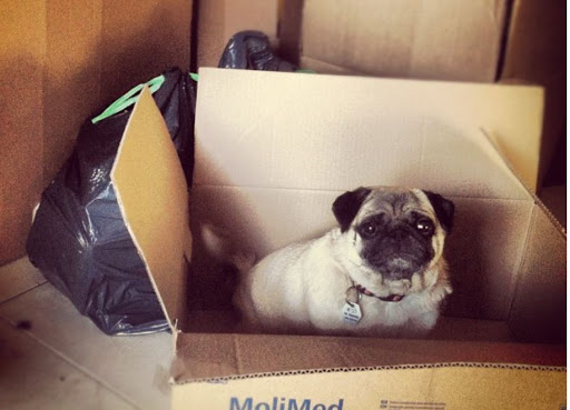 Moving and Storage Service «My Tucson Movers», reviews and photos, 1625 E Prince Rd #79, Tucson, AZ 85719, USA