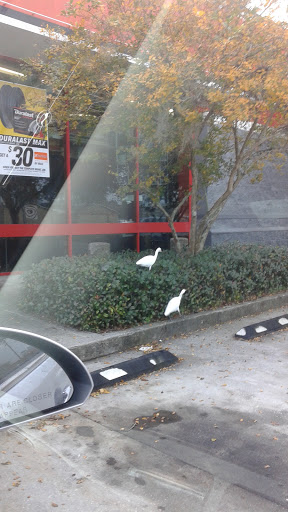 Auto Parts Store «AutoZone», reviews and photos, 6136 Ridge Rd, Port Richey, FL 34668, USA