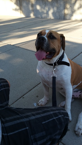 Tourist Attraction «Fish Ladder Park Grand Rapids», reviews and photos, 560 Front Ave NW, Grand Rapids, MI 49504, USA