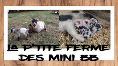 La p'tite ferme des mini bb à Buais-Les-Monts