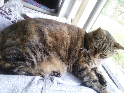 Animal Shelter «Heritage Humane Society», reviews and photos