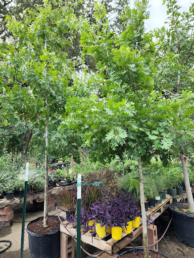 Landscaper «Wilson Landscape Nursery and Florist», reviews and photos, 14650 Bandera Rd, Helotes, TX 78023, USA