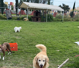 EL JARDINCITO, Estética Canina photo
