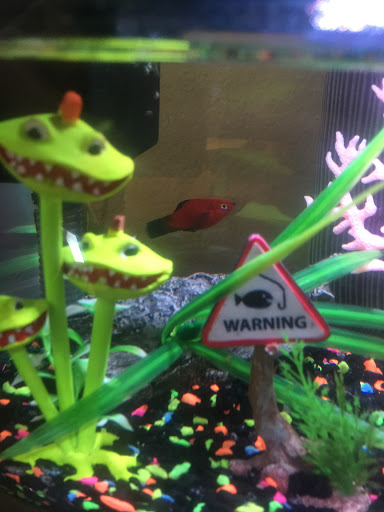 Pet Supply Store «PetSmart», reviews and photos, 2140 17th St, Santa Ana, CA 92705, USA