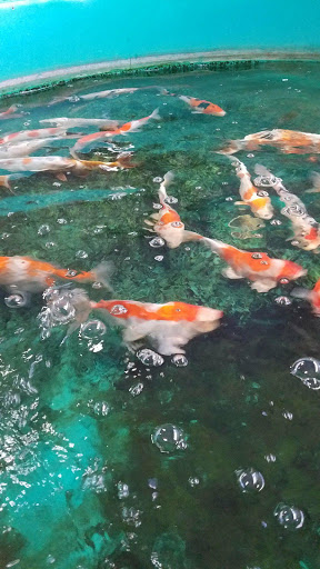 Fish Farm «Kloubec Koi», reviews and photos, 1375 Baxter Ave NW, Amana, IA 52203, USA