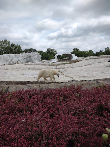 Zoo «Arctic Ring of Life», reviews and photos, 8450 W 10 Mile Rd, Royal Oak, MI 48067, USA
