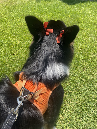 Pet Supply Store «Petco Animal Supplies», reviews and photos, 5215 Lakewood Blvd, Lakewood, CA 90712, USA