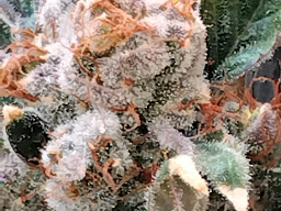 HOT BOXX