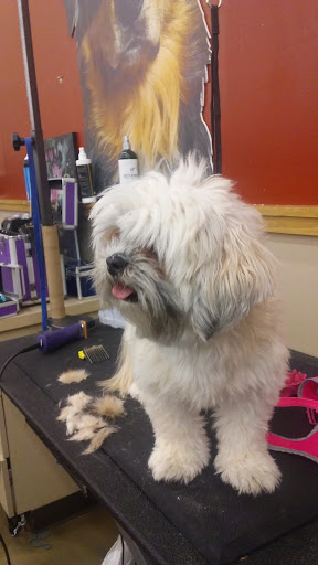 Pet Supply Store «Pet Supplies Plus», reviews and photos, 120 Sara Way, Belle Vernon, PA 15012, USA