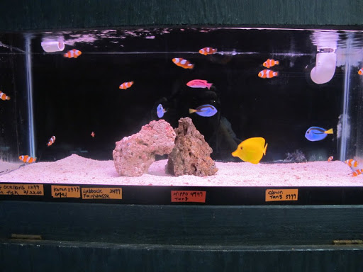 Tropical Island Aquarium Salt Water Fish Store Long Island image 10