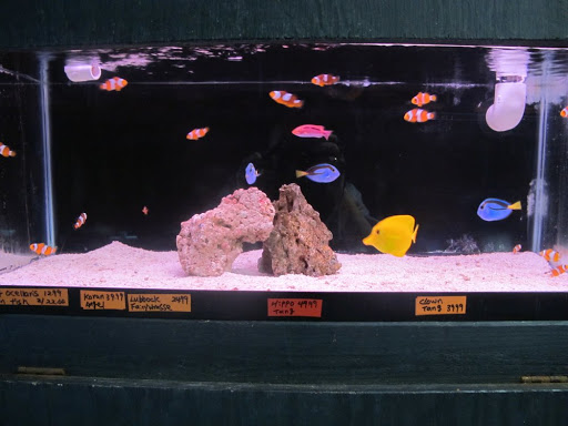 Pet Supply Store «Tropical Island Aquarium Fish Store Long Island», reviews and photos, 2112 Deer Park Ave, Deer Park, NY 11729, USA
