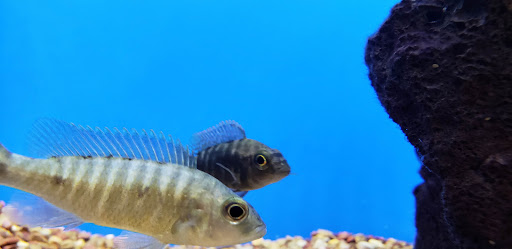 Pet Supply Store «Petco Animal Supplies», reviews and photos, 300 Hylan Dr, Rochester, NY 14623, USA