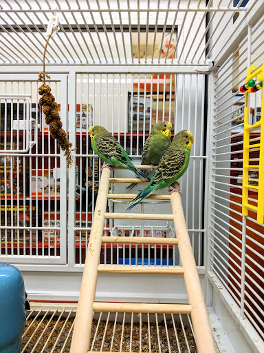 Pet Supply Store «Petco Animal Supplies», reviews and photos, 9230 Old Keene Mill Rd b, Burke, VA 22015, USA