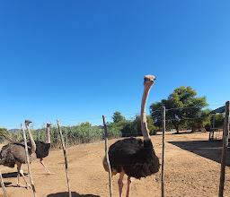Safari Ostrich Farm photo