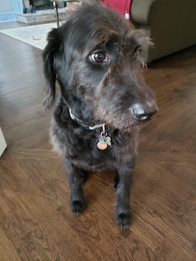 Pet Supply Store «Top Dogs Pet Boutique», reviews and photos, 2615 George Busbee Pkwy NW #14, Kennesaw, GA 30144, USA