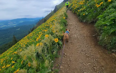 Dog Mountain Trail image