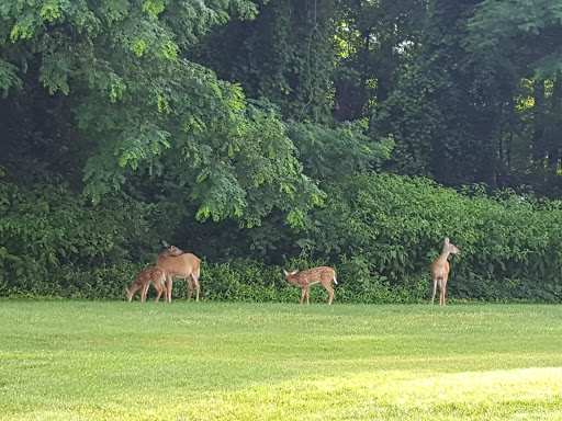 Golf Course «William F. Larkin Golf Course at Colonial Terrace», reviews and photos, 1003 Wickapecko Dr, Ocean Township, NJ 07712, USA