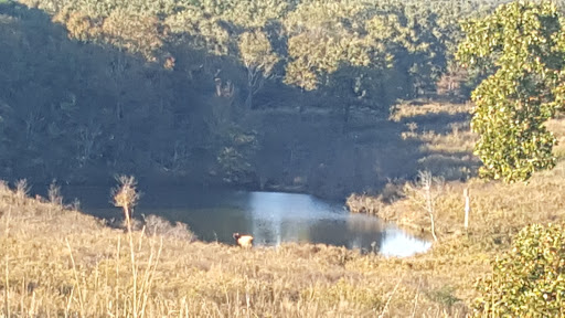 Nature Preserve «Elk and Bison Prairie», reviews and photos, Elk & Bison Prairie Rd, Golden Pond, KY 42211, USA