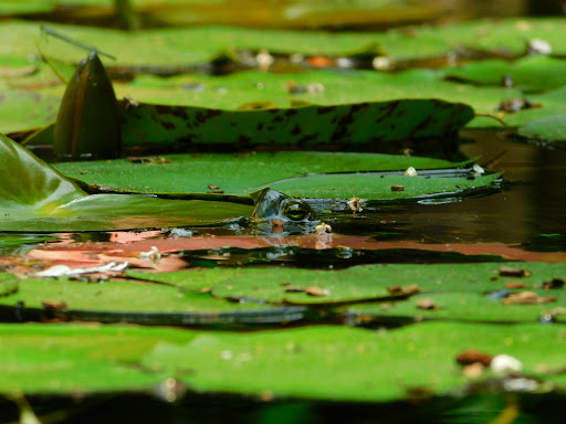 Heritage Museum «Hillwood Estate, Museum & Gardens», reviews and photos, 4155 Linnean Ave NW, Washington, DC 20008, USA