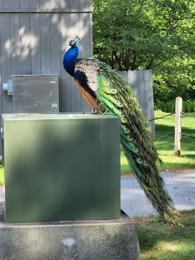 Zoo «NEW Zoo & Adventure Park», reviews and photos, 4378 Reforestation Rd, Green Bay, WI 54313, USA