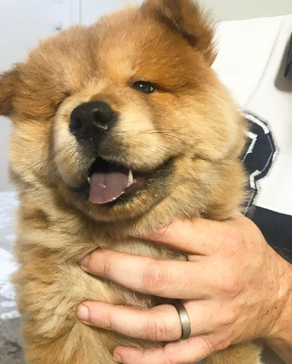 Veterinária a domicílio Melissa Stelari em Guarulhos - SP