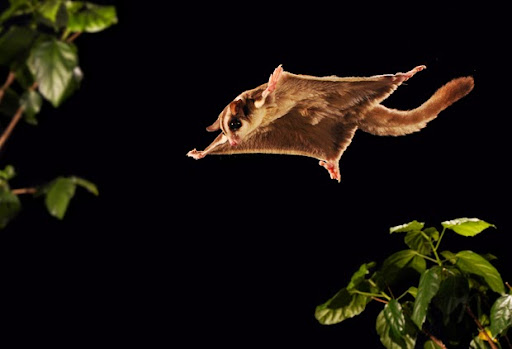 Pet Supply Store «Petco Animal Supplies», reviews and photos, 11633 Ulysses Ln NE #200, Blaine, MN 55434, USA