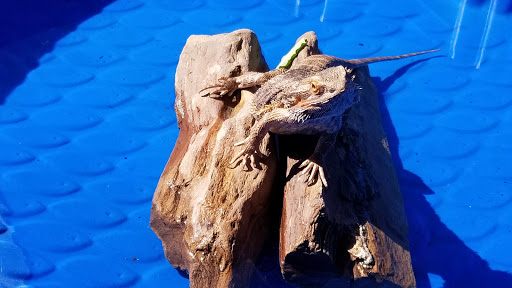 Pet Store «Super Pets», reviews and photos, 1807 E Chapman Ave, Orange, CA 92867, USA