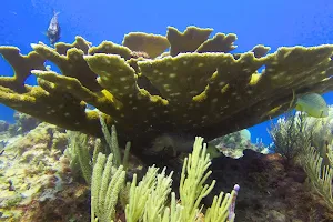 Discovery Reef Cancun image