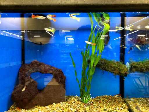 Pet Supply Store «Petco Animal Supplies», reviews and photos, 31090 Dyer St, Union City, CA 94587, USA