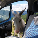 Photo n°2 de l'avis de Flavia.h fait le 04/08/2019 à 19:27 sur le  Malga Melegnon à Arsiero