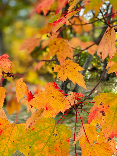 State Park «Wachusett Mountain State Reservation», reviews and photos, 345 Mountain Rd, Princeton, MA 01541, USA