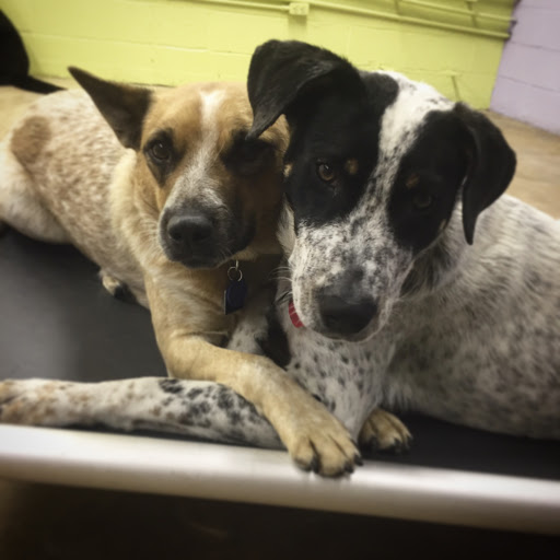 Dog Day Care Center «The Bowhaus Pet Company», reviews and photos, 2472 E Colorado Blvd, Pasadena, CA 91107, USA