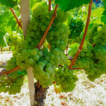 Photo n°8 de l'avis de Peter. fait le 17/09/2021 à 11:07 sur le  Landhotel Salmen à Oberkirch