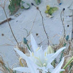 Photo n°18 de l'avis de NiK.i fait le 13/08/2022 à 11:16 sur le  Lido Sabbioso à Torre San Giovanni