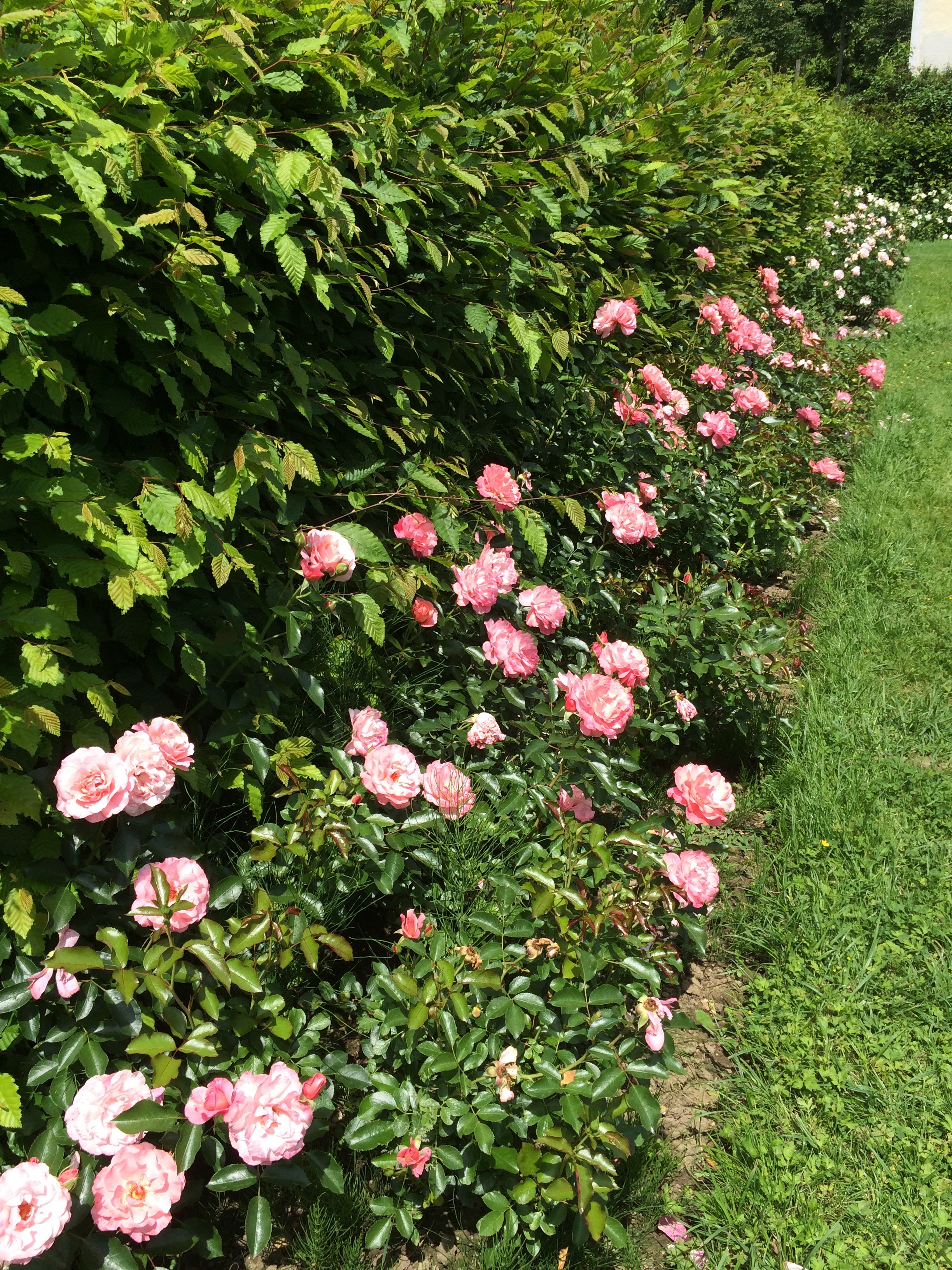 Photo n° 28 de l'avis de Sandrine.O fait le 10/06/2018 à 17:03