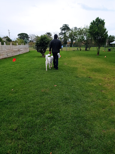 Aniwaya Adiestramiento Canino