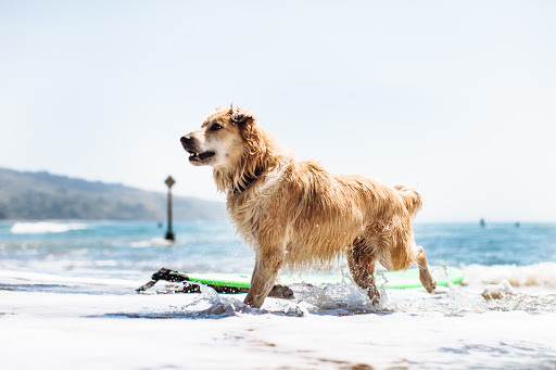 Surf Shop «2 Mile Surf Shop», reviews and photos, 22 Brighton Ave, Bolinas, CA 94924, USA