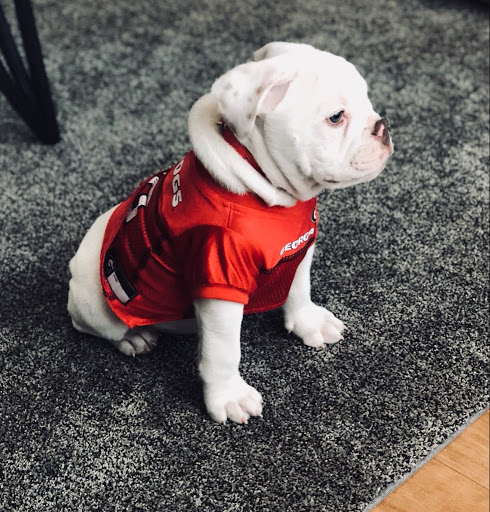 Pet Supply Store «PetSmart», reviews and photos, 916 Loganville Hwy, Bethlehem, GA 30620, USA