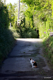 Photo n°16 de Haras du Domador / domador polo club à Saint-André-d'Hébertot ()
