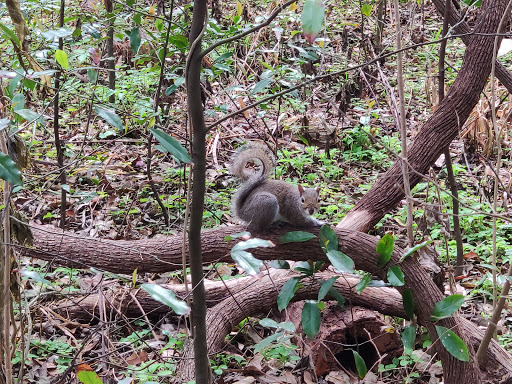 Non-Profit Organization «Nature Discovery Center», reviews and photos, 7112 Newcastle St, Bellaire, TX 77401, USA
