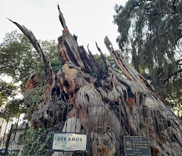 Plaza del Árbol de la Noche Victoriosa photo