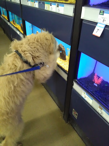 Pet Supply Store «Petco Animal Supplies», reviews and photos, 1150 Concord Ave #160, Concord, CA 94520, USA