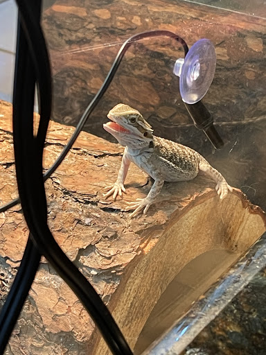 Pet Supply Store «Petco Animal Supplies», reviews and photos, 26209 104th Ave SE, Kent, WA 98030, USA