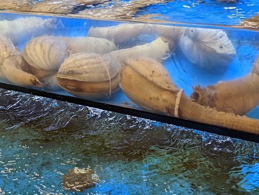 Korean Grocery Store «H Mart», reviews and photos, 34 E Golf Rd, Schaumburg, IL 60173, USA