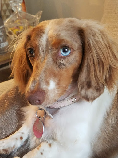 Pet Store «Fetch & Friskers Barkery and Bow-tique», reviews and photos, 701 S Main St, Boerne, TX 78006, USA