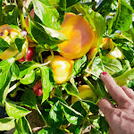 Photo n° 16 de l'avis de sandrine.A fait le 28/08/2023 à 17:51 pour Cueillette de Voisenon - Fruits & Légumes 77 à Voisenon
