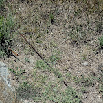 Photo n°4 de l'avis de David. fait le 15/07/2023 à 17:04 sur le  Baia della Rocchetta à Località Punta Safò