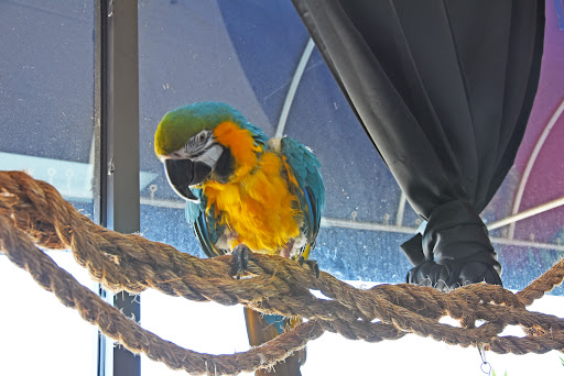 Explore lacrosse tattoo ideas, creative tattoo ideas in Evansville, available at Tattoo Saloon