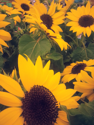 Supermarket «ALDI», reviews and photos, 1645 E Kearney St, Springfield, MO 65803, USA